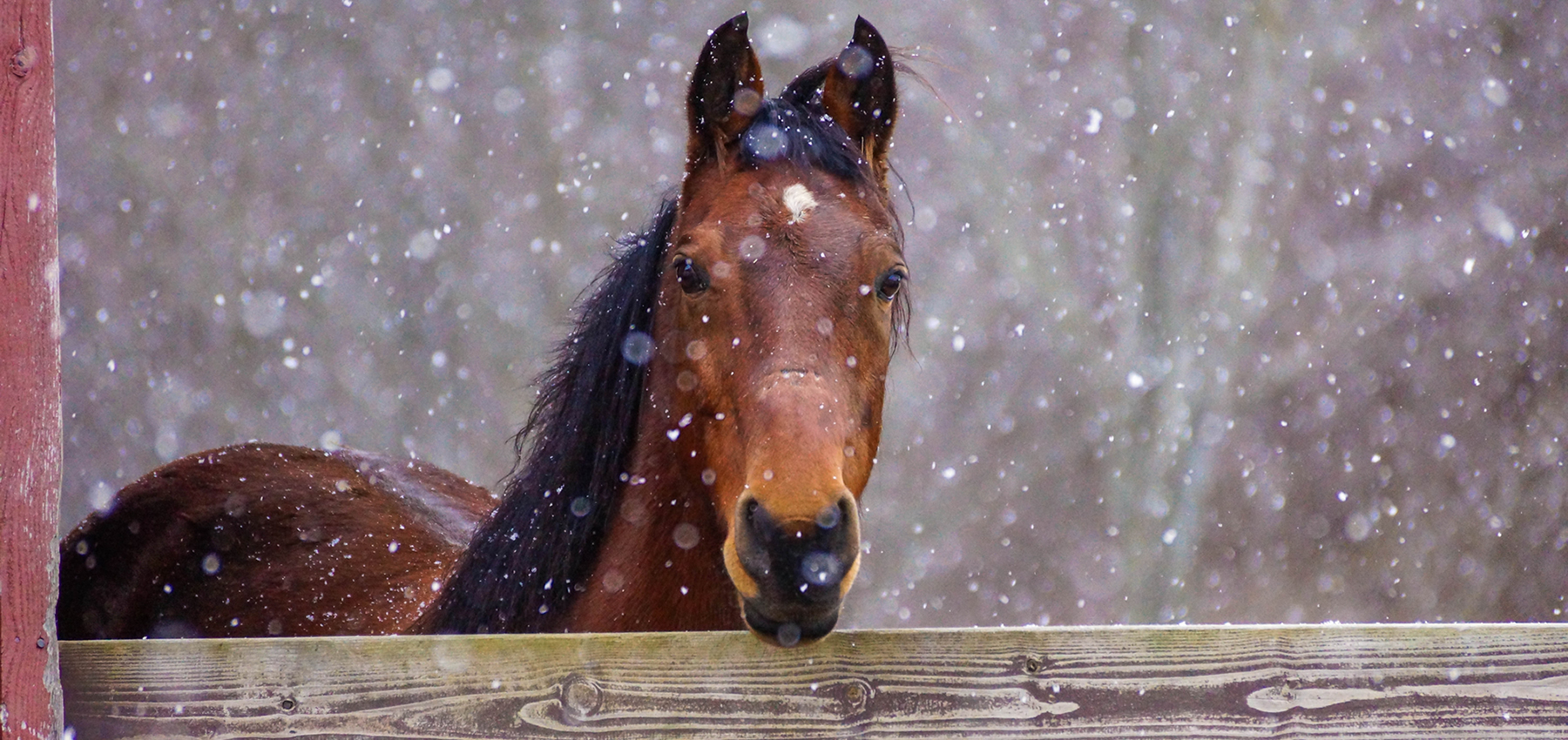 Hoffmann, Stables, Horse, Equine, Colt, Filly, Mare, Stallion, Bronco, Foal, Gelding, Mustang, Pony, Tack, Western, Wear, Cowboy, Boots, Jeans, Clothing, Outerwear, Grooming, Saddle, Stable, Deb, Gifts, Jewelry, cowboy hats, cowboy boots, riding boots, horse tack, breeding, artificial insemination, palomino, Arabian, brood mare, horse trainer, riding, stables, equine semen, frozen, foaling out, cameras, monitoring, 4-H, Fillmore County, MAHA Leader, Wrangler, Reinsman, Montana Silversmiths, Circle Y of Yoakum, Ariat, Dan Post Cowboy Certified Boots, Cinch, Authentic Laredo Western Boots, Ely Cattleman, Tony Lama Boots, Kakadu, Outback Trading Company, Cowboy Hardware, Horze Equestrian, Troxel, Panhandle, Breyer, Arctic Horse, M&F Western Products, Weaver Leather, Corral, Breeches, Helmets and Protective Gear, Riding Gloves, Horse Show Clothing, Riding Apparel, English Riding, Equestrian Outfit, Outerwear, Men’s Western Wear, Rodeo Clothing, Kids Horse Clothing, Youth, Chaps, Saddles, Saddle Pads, Horse Boots, Horse Bits, Bridles, Halters, Leads, Stirrup Irons, Girths, Name, Horse Blankets, Turnouts, Stables sheets, Fly masks, brushes, Horse Care, Lessons, Horse Riding Lessons, Preston, Harmony, Lanesboro, Mabel, Canton, Spring Grove, Caledonia, Houston, La Crescent, Rochester, Chatfield, Fountain, Wykoff, Spring Valley, Ostrander, Le Roy, Historic Forestville, Horse Camping, Horse Trails, Horse Shoes, Fair, Shows, Blue Ribbon, Iowa, Wisconsin, La Crosse, Cresco, Fisks, arena, 