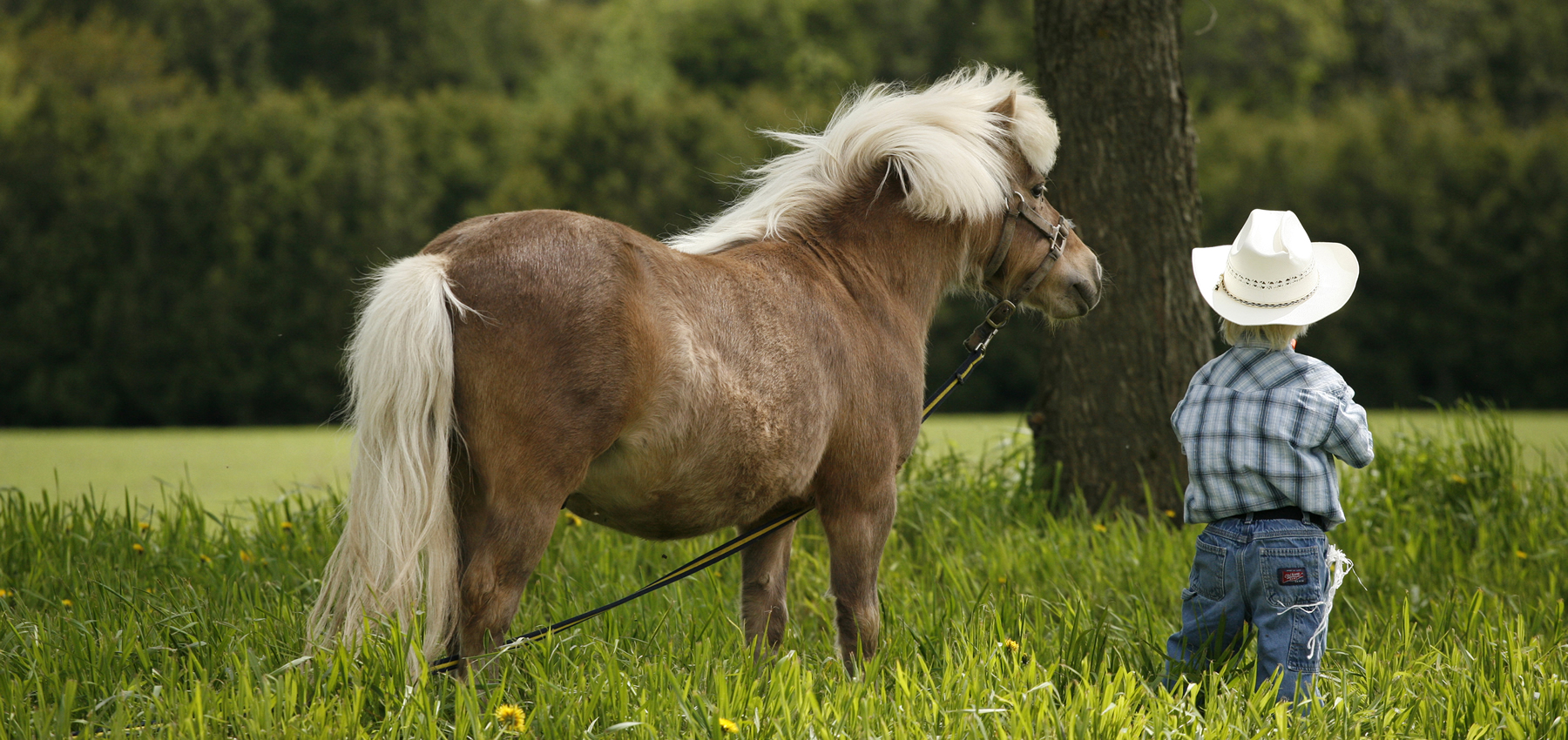 Hoffmann, Stables, Horse, Equine, Colt, Filly, Mare, Stallion, Bronco, Foal, Gelding, Mustang, Pony, Tack, Western, Wear, Cowboy, Boots, Jeans, Clothing, Outerwear, Grooming, Saddle, Stable, Deb, Gifts, Jewelry, cowboy hats, cowboy boots, riding boots, horse tack, breeding, artificial insemination, palomino, Arabian, brood mare, horse trainer, riding, stables, equine semen, frozen, foaling out, cameras, monitoring, 4-H, Fillmore County, MAHA Leader, Wrangler, Reinsman, Montana Silversmiths, Circle Y of Yoakum, Ariat, Dan Post Cowboy Certified Boots, Cinch, Authentic Laredo Western Boots, Ely Cattleman, Tony Lama Boots, Kakadu, Outback Trading Company, Cowboy Hardware, Horze Equestrian, Troxel, Panhandle, Breyer, Arctic Horse, M&F Western Products, Weaver Leather, Corral, Breeches, Helmets and Protective Gear, Riding Gloves, Horse Show Clothing, Riding Apparel, English Riding, Equestrian Outfit, Outerwear, Men’s Western Wear, Rodeo Clothing, Kids Horse Clothing, Youth, Chaps, Saddles, Saddle Pads, Horse Boots, Horse Bits, Bridles, Halters, Leads, Stirrup Irons, Girths, Name, Horse Blankets, Turnouts, Stables sheets, Fly masks, brushes, Horse Care, Lessons, Horse Riding Lessons, Preston, Harmony, Lanesboro, Mabel, Canton, Spring Grove, Caledonia, Houston, La Crescent, Rochester, Chatfield, Fountain, Wykoff, Spring Valley, Ostrander, Le Roy, Historic Forestville, Horse Camping, Horse Trails, Horse Shoes, Fair, Shows, Blue Ribbon, Iowa, Wisconsin, La Crosse, Cresco, Fisks, arena, 